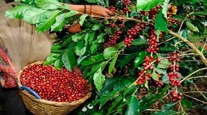 La producción de café en aumento en Honduras